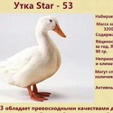 Утки star-53