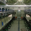 Доильный зал SCR Ёлочка 2х12  с системой управления стада DATAFLOW 2 400 транспондеров с руминацией 