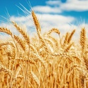 Пшеница разных сортов
