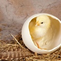 Инкубационное яйцо кур
