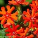 Лихнис халцедонский и другие редкие садовые цветы. Семена с доставкой по России.