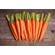 Складское оборудование для предпродажной подготовки и упаковки моркови в сетку или полиэтилен