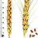 Семена пшеницы озимой Северодонецкая юбилейная