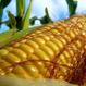 Семена кукурузы Громада 2023 года ФАО 250 Среднеранний
