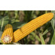 Семена кукурузы ХАББЛ ФАО 240 Среднеранний от LIDEA Инсектицид