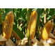 Семена кукурузы ФАРАДЕЙ ФАО 320 Среднеспелый от LIDEA Инсектицид  BoostGo