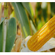 Семена кукурузы на зерно ЛГ 30267 ФАО 250 Форс Зеа - Среднеранний, кремнисто-зубовидный
