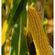 Семена кукурузы на зерно ЛГ 30189 ФАО 180 Форс Зеа - Раннеспелый, Зубовидный