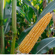 Семена кукурузы на зерно ЛГ 31330 ФАО 330 Форс Зеа - Среднеранний, Зубовидный