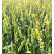 Семена озимой мягкой пшеницы сорт Донская Юбилейная  