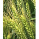 Семена озимой мягкой пшеницы сорт Ермак 