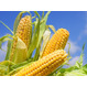 Гибриды семян кукурузы Pioneer, Singenta, Monsanto, NS, Limagrain