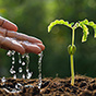 Питание и защита растений в засуху: как сократить потери урожая