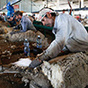 Думы овечном: в стране появится знак качества «Шерсть России»