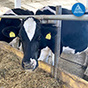 ЗАО «Амкодор-Эластомер» производит сельскохозяйственные ковры (маты) для молочно-товарных ферм