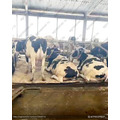Дойные коровы голштины 60 голов удой 8200