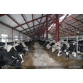 Дойные коровы, продуктивность от 5000 до 8000