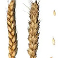 Семена пшеницы озимой Донская лира