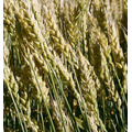 Семена пшеницы озимой Гомер