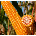 Семена кукурузы КРЕАТИВ ФАО 260 Среднеранний от LIDEA Инсектицид  BoostGo