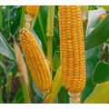 Семена кукурузы на зерно ЛГ 31261 ФАО 260 Форс Зеа - Среднеранний, кремнисто-зубовидный