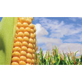 Пшеница, зерно, ячмень урожай 10000 тысяч тонн 2020-2021 года