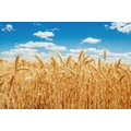 Пшеница оптом в Москве